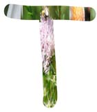 Salt Tolerant Plants - T