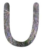 Salt Tolerant Plants - U