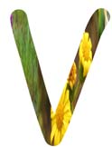 Salt Tolerant Plants - V