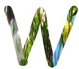 Salt Tolerant Plants - W