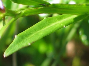 Leaf of Angled Lobelia