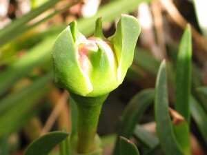 Flower bud of Angled Pigface