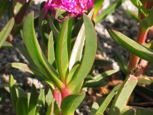 Angled Pigface leaves