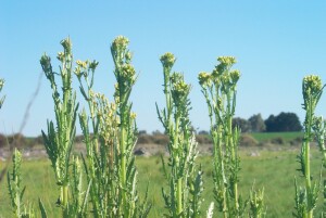 Flowering plants of Annual Fireweed