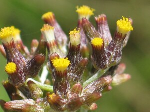 Mature flowers of typical Annual Fireweed (subsp. glomeratus)