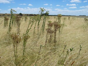 Mature plants of Annual Fireweed in a dense stand of Lax Saltmarsh-grass