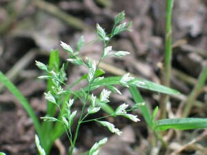 Flower-head of Annual Poa