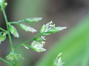 Spikelets of Annual Poa with exserted anthers
