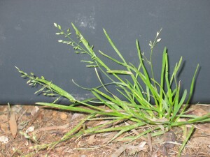 Annual Poa tussock