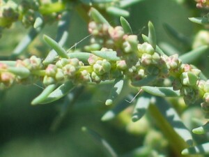 Annual Seablite flowers and fruit