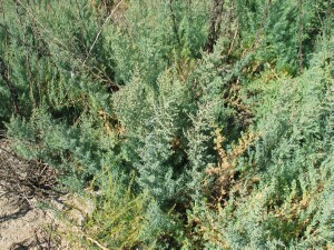 Annual Seablite plants