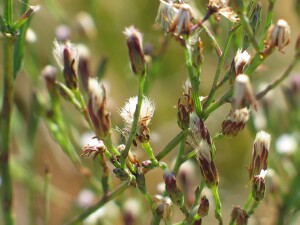 Aster Weed flower buds