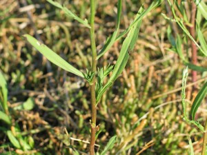 Leaves of Aster Weed