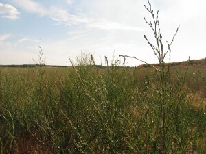 Aster Weed plants