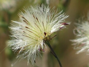 Aster Weed seed head
