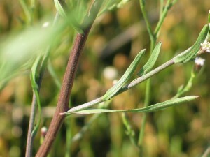 Stem and young leaves of Aster Weed