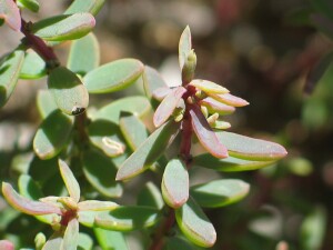 New shoots of Austral Seablite