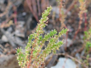 Flowering branches of Austral Stonecrop