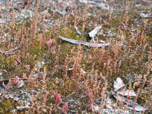 Mature population of Austral Stonecrop