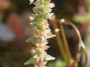 Stem, leaves and flowers of Austral Stonecrop