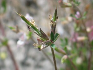 Austral Trefoil pods