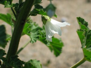 Flower of Australian Hollyhock