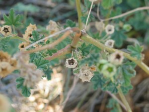 Fruit showing seed of Australian Hollyhock