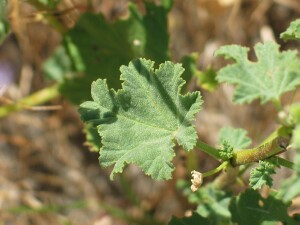 Leaf of Australian Hollyhock