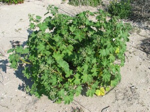 Australian Hollyhock plant
