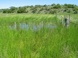 Australian Sweet-grass growing in shallow water