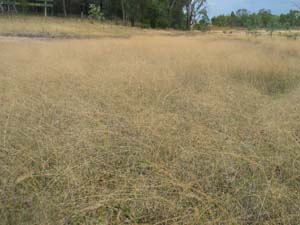 Awnless Blown-grass