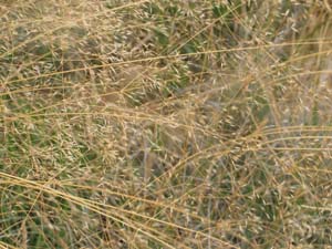 Awnless Blown-grass - panicle