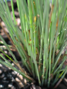 Stems and leaves of Bare Twig-rush