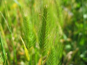 Barley Grass flower-heads