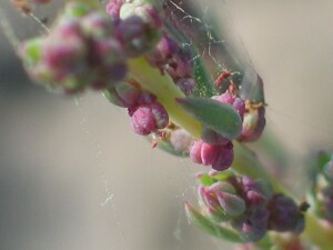 Berry Seablite flowers