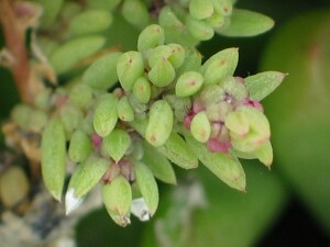 Berry Seablite leaves