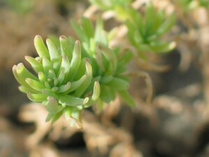 Berry Seablite leaves