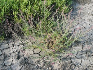Berry Seablite plant