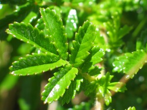 Bidgee-widgee leaf