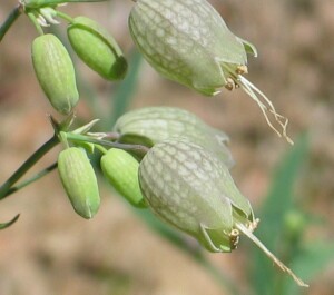 Bladder Campion calyx