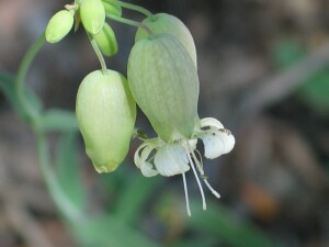 Bladder Campion flowers