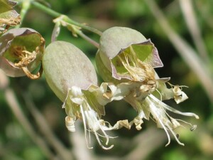 Mature flowers of Bladder Campion