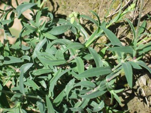 Bladder Campion leaves