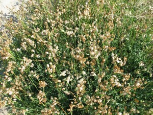 Bladder Campion population
