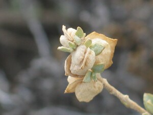Fruit of Bladder Saltbush
