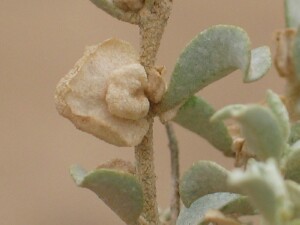 Fruit of Bladder Saltbush