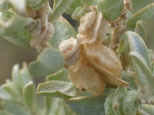 Fruit and leaves of Bladder Saltbush