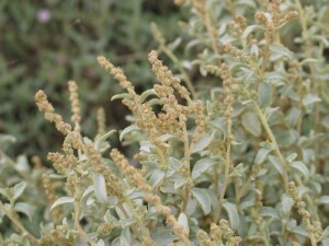 Male flower of Bladder Saltbush