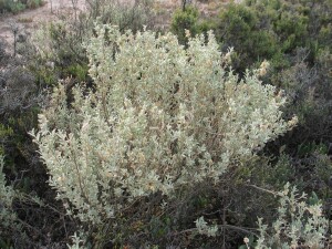 Bladder Saltbush plant