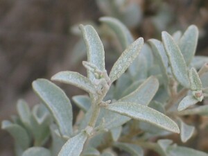 New shoot of Bladder Saltbush